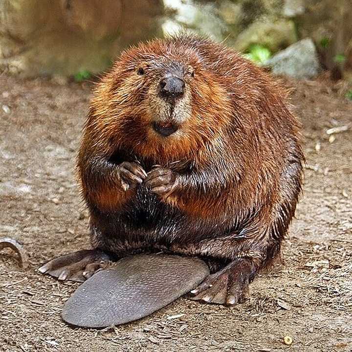 A beaver