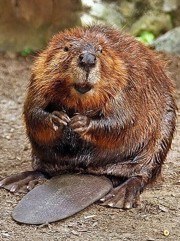 Man Attacked By Beaver: Raritan Township PD