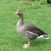 Hit-Run Driver Who Mowed Down 7 Geese Sought By Cops In NJ, Sparking Outrage Online