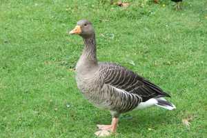 Hit-Run Driver Who Mowed Down 7 Geese Sought By Cops In NJ, Sparking Outrage Online