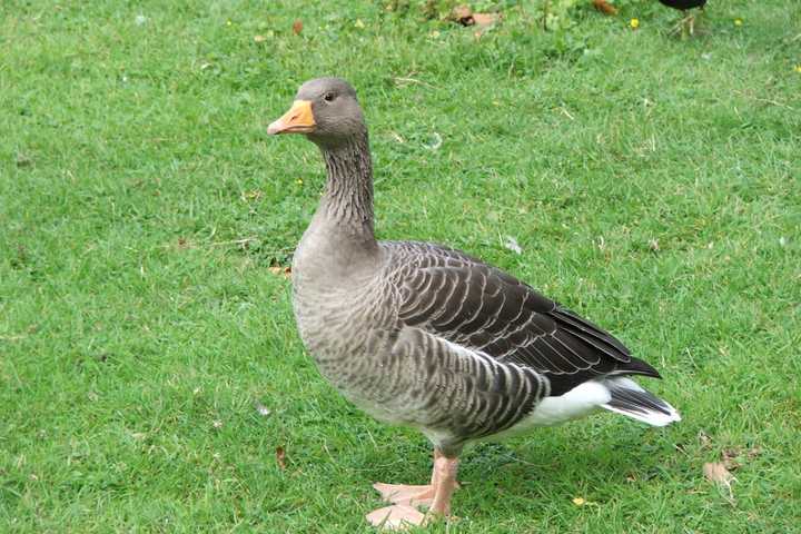 Hit-Run Driver Who Mowed Down 7 Geese Sought By Cops In NJ, Sparking Outrage Online