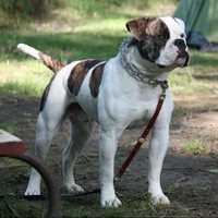 Hunterdon County Animal Control Officer Refused To Return Bulldog: Prosecutor