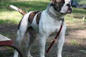 Hunterdon County Animal Control Officer Refused To Return Bulldog: Prosecutor