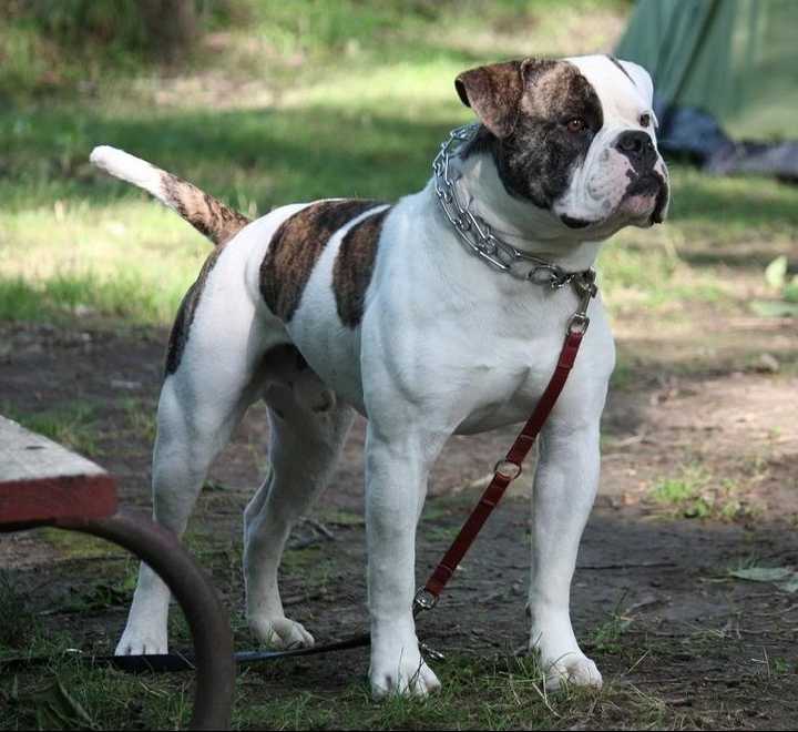 American bulldog