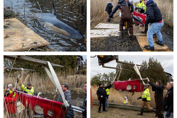 Dolphin Euthanized After Being Found In Monmouth Creek