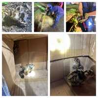 Baby Turkeys Rescued By Gloucester City Firefighters