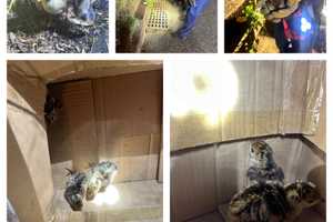 Baby Turkeys Rescued By Gloucester City Firefighters