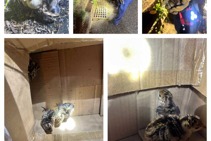 Baby Turkeys Rescued By Gloucester City Firefighters