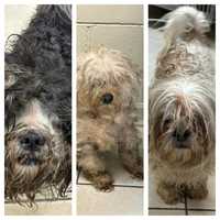 Animal Cruelty: Three Shih Tzus Left Out In Pouring Rain, NJ Humane Society Says