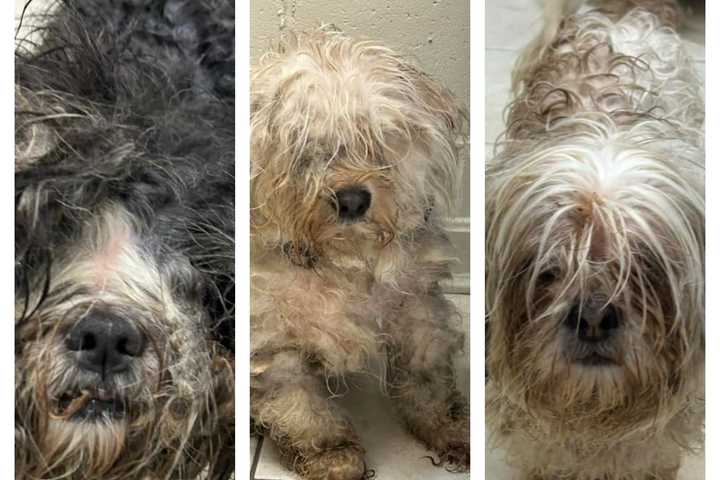 Animal Cruelty: Three Shih Tzus Left Out In Pouring Rain, NJ Humane Society Says