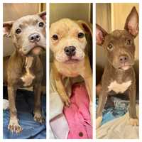 Three Puppies Found Abandoned In Wall Twp Park: Monmouth County SPCA