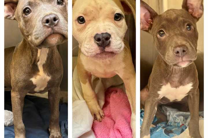 Three Puppies Found Abandoned In Wall Twp Park: Monmouth County SPCA