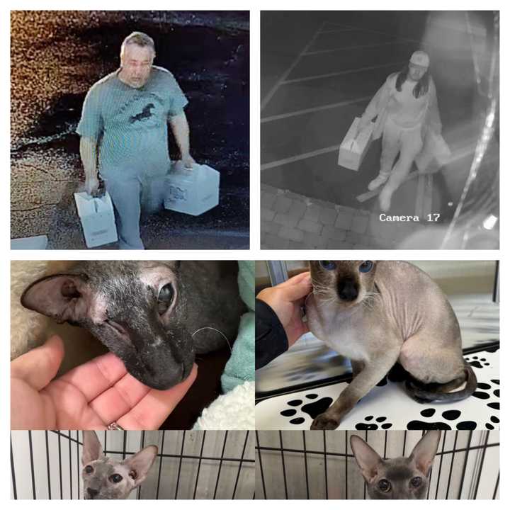 Two people are at large after abandoning four cats.