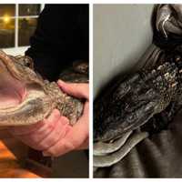 Juvenile Alligator Rescued From Cool Waters Of Creek In Hudson Valley