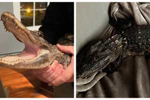 Juvenile Alligator Rescued From Cool Waters Of Creek In Region