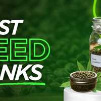 Best Seed Banks: Reputable Vendors to Buy Cannabis Seeds Online