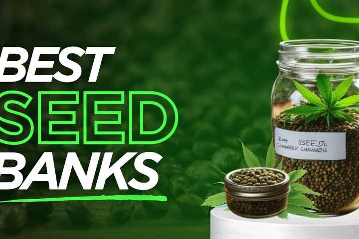 Best Seed Banks: Reputable Vendors to Buy Cannabis Seeds Online