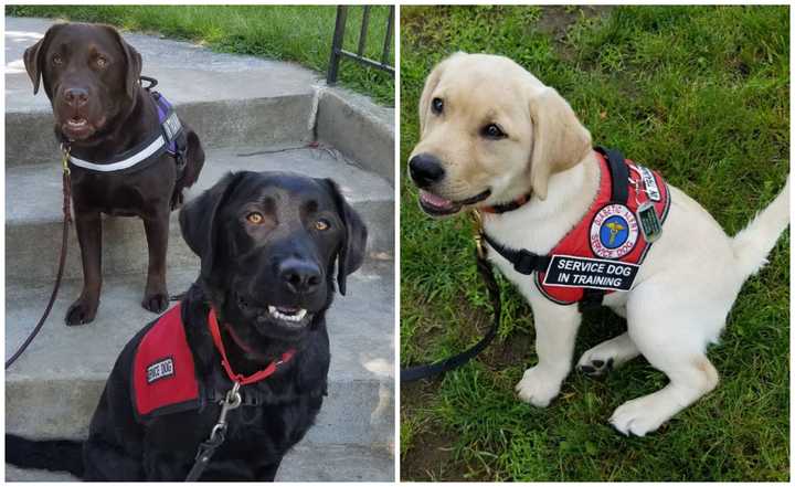 Service dogs from&nbsp;Causey Labradors and Training in&nbsp;Kearneysville, WV.