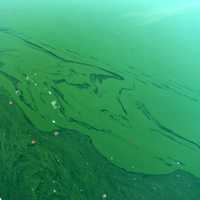 Harmful Algae Bloom Closes These Mohegan Lake Beaches For Water Analysis