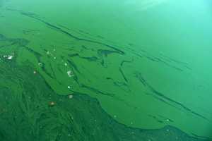Harmful Algae Bloom Closes These Westchester Beaches For Water Analysis