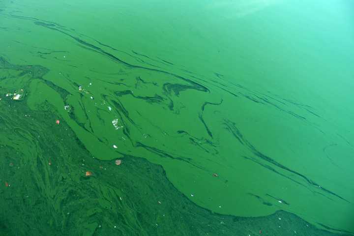 Harmful Algae Bloom Closes These Westchester Beaches For Water Analysis