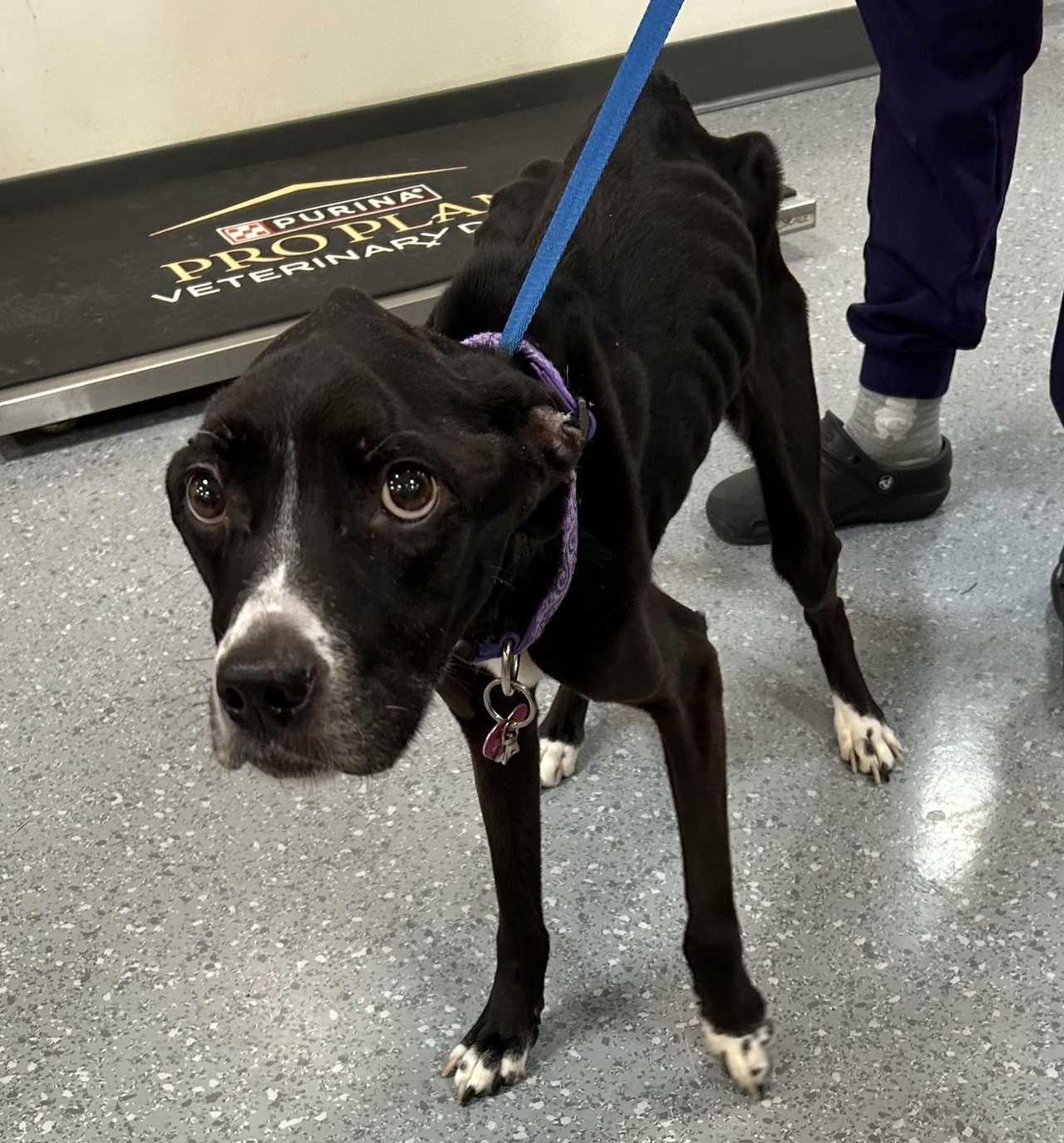 Kent Woman Accused Of Animal Neglect After Dog Found Severely Emaciated ...