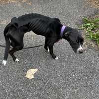 <p>The SPCA released another image of Abby.&nbsp;</p>