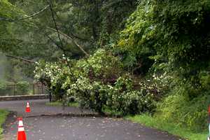 New Update - Debby's Strong Winds Leave Thousands Without Power In Westchester