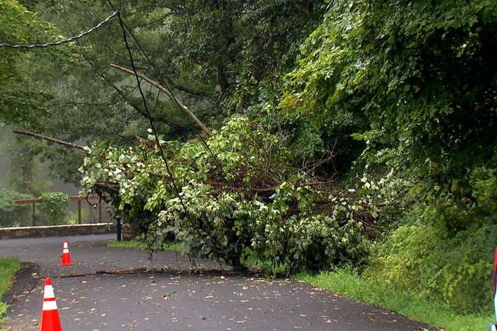 New Update - Debby's Strong Winds Leave Thousands Without Power In Westchester