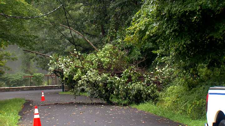 A downed tree in Orange County on Friday, Aug. 9, in Campbell Hall.