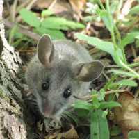 Super El Niño Could Raise Hantavirus Risk
