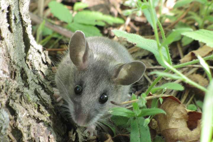 Super El Niño Could Raise Hantavirus Risk