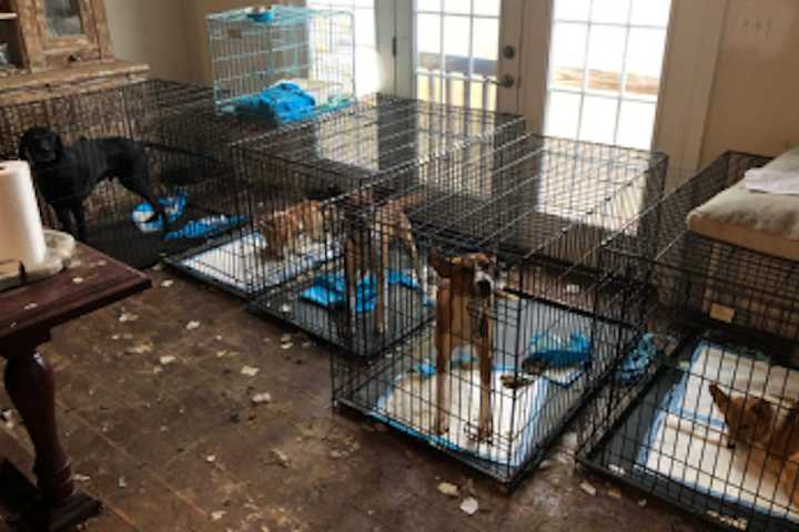 100+ Dogs Pulled From ‘Deplorable’ Virginia Rescue; Some Found In Mass Graves: Leaders Get Time