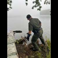 Peregrine Falcon Found Injured On Shore Of Reservoir In Harrison, Rescued