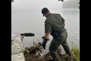 Peregrine Falcon Found Injured On Shore Of Reservoir In Harrison, Rescued
