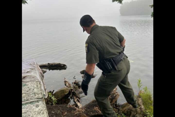 Peregrine Falcon Found Injured On Shore Of Reservoir In Harrison, Rescued