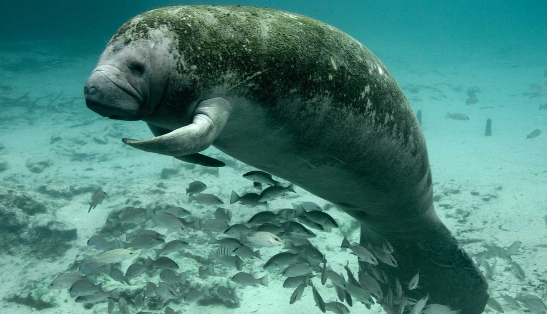 
A Florida manatee swimming near a school of fish.
