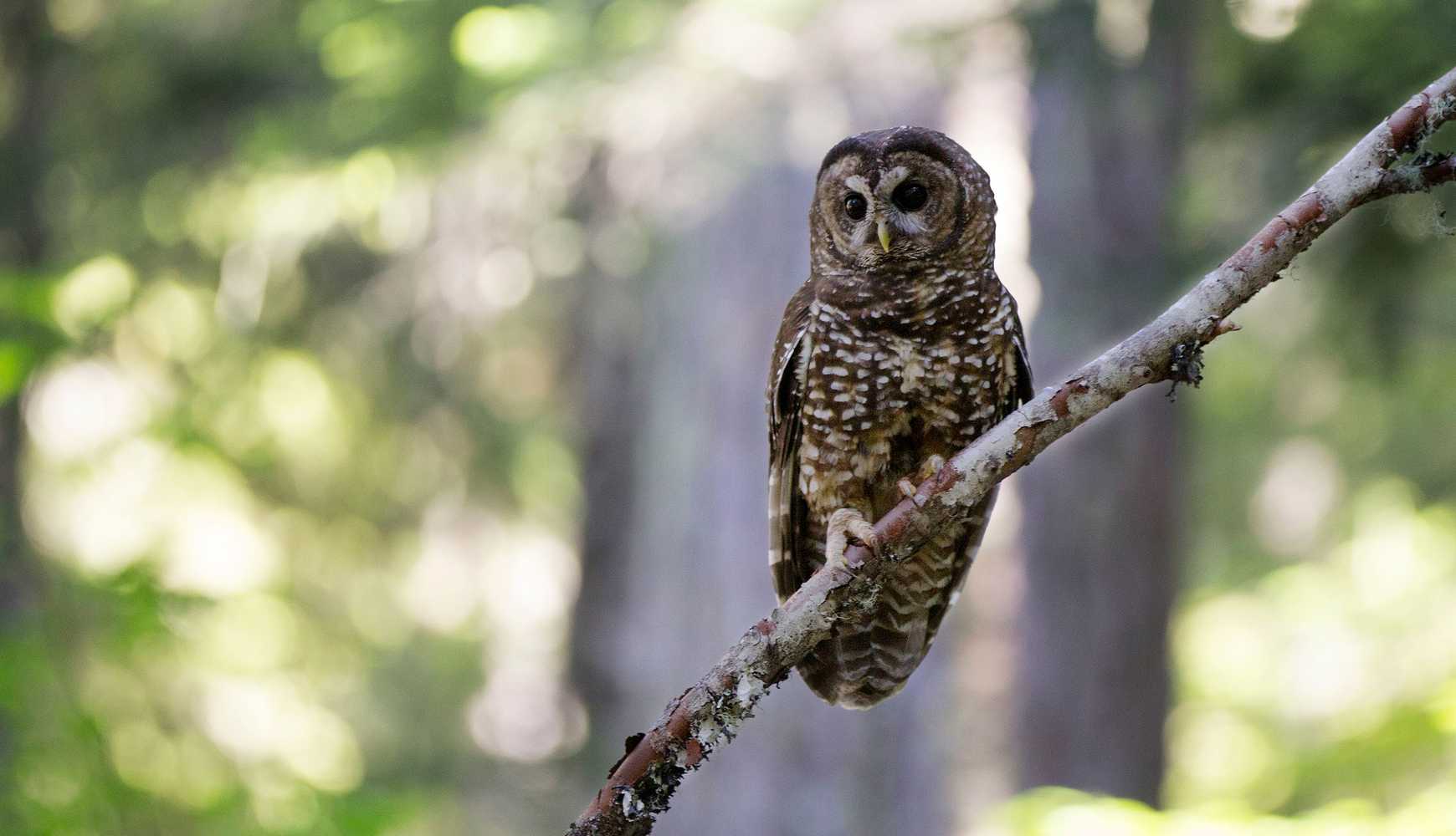 
A spotted owl sitting on a tree branch.
