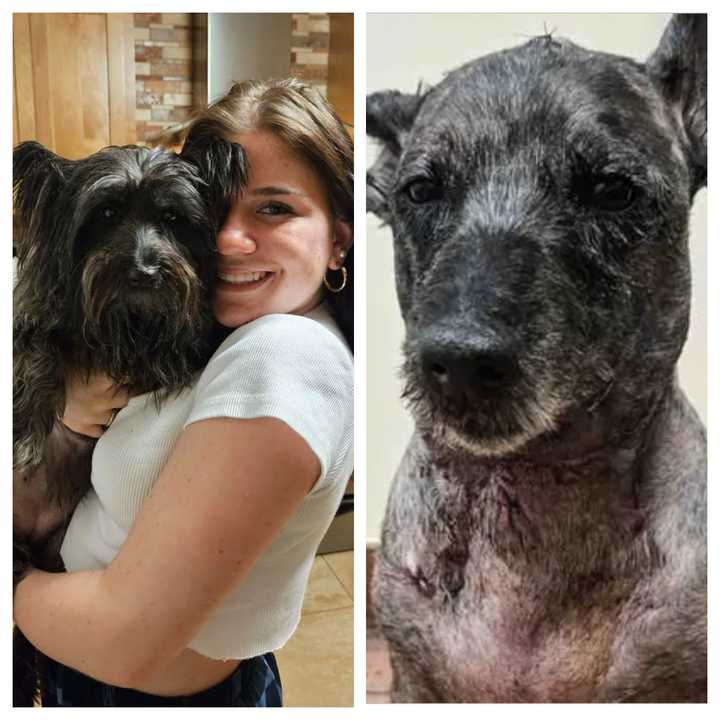 (Left) Maggie Bourgoin's daughter Scarlett with Piper. (Right) Piper after the attack. 