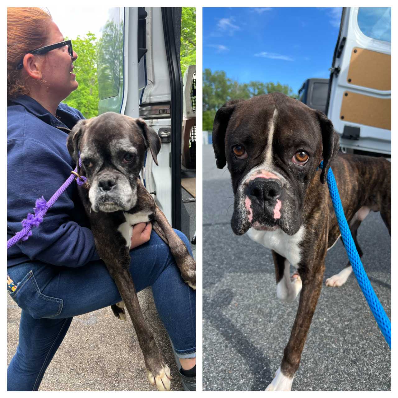 Animal Hoarding 60 Boxer Dogs Seized From Mass Home Taxing Help