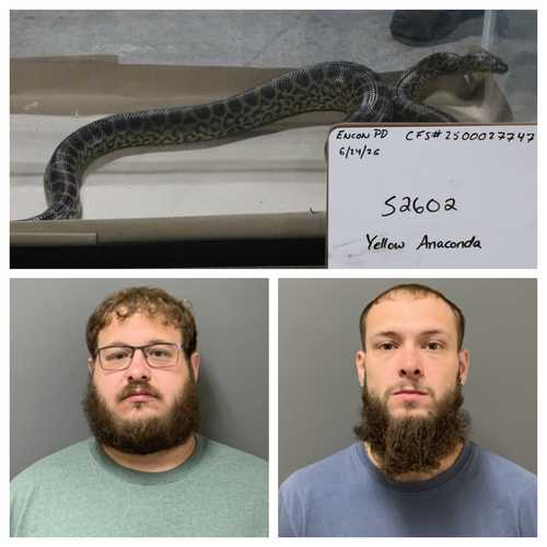 46 Venomous Snakes, Anacondas Seized From Hamden Warehouse As 2