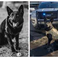 CT Troopers Justified In Shooting Suspect Who Killed Police K9 In Stonington: State