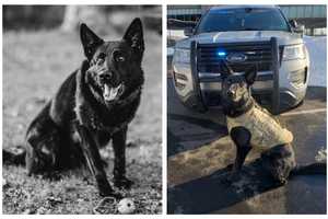 CT Troopers Justified In Shooting Suspect Who Killed Police K9 In Stonington: State