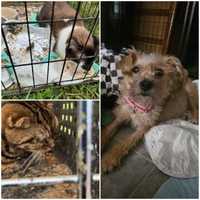 'Deplorable, Inhumane:' 45 Animals Rescued From NJ Home, Officials Say (PHOTOS)