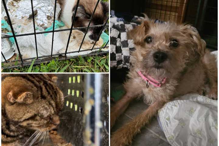 'Deplorable, Inhumane:' 45 Animals Rescued From NJ Home, Officials Say (PHOTOS)