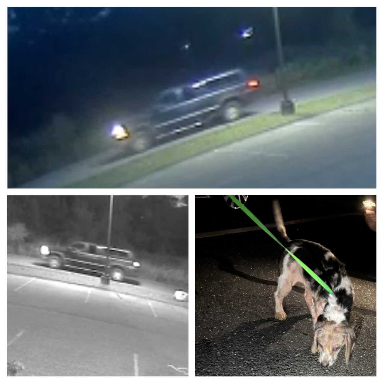 Beagle Left Nearly Dead On Western Mass Roadside; Police Looking For