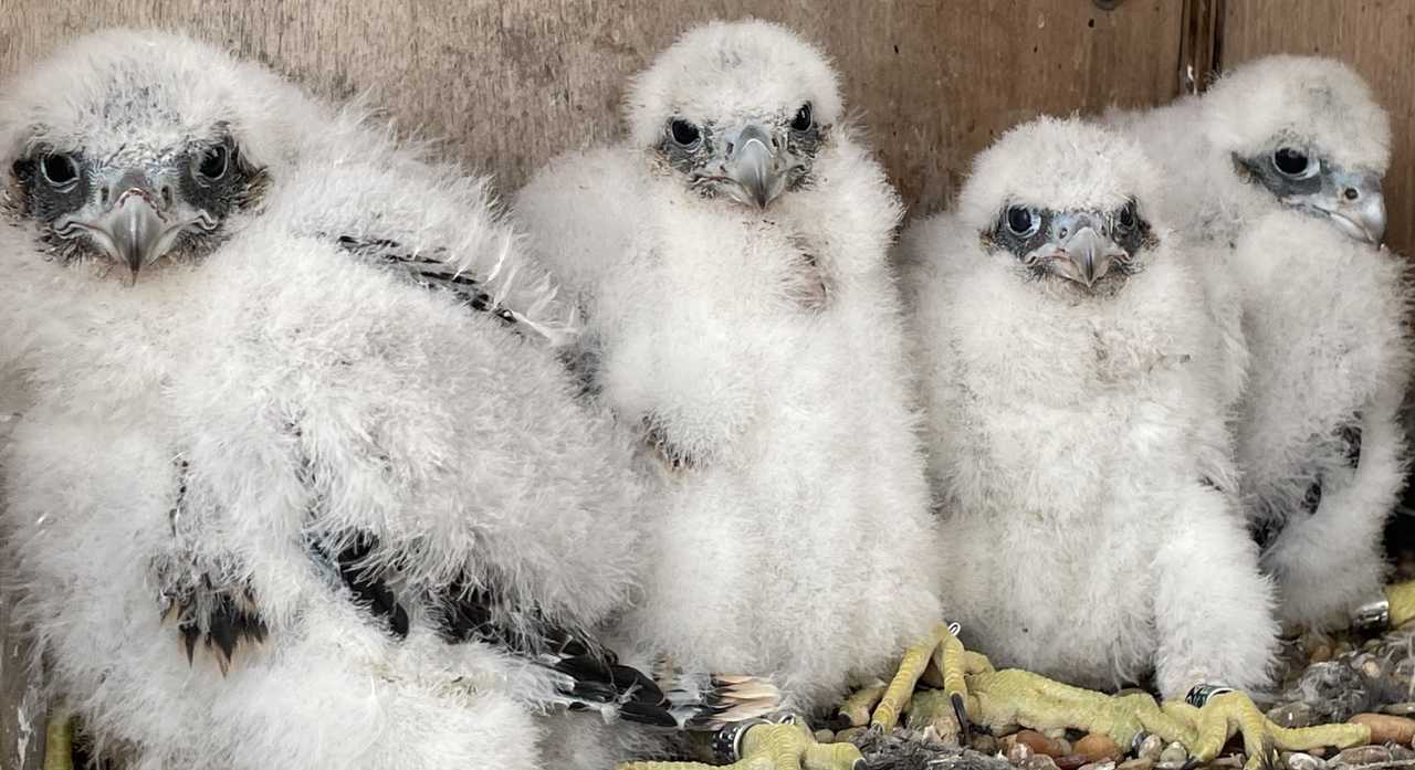 Westchester Students Help Name Baby Falcons Born On Top Of New Tappan ...