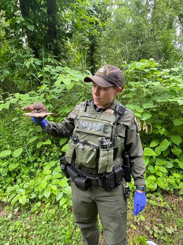 Massive, Parasite-Carrying Snail Found In New York Park