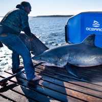 Massive White Shark Hangs Out Off NJ Coast Days After Another Pinged Nearby