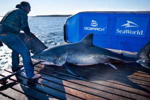 Massive White Shark Hangs Out Off NJ Coast Days After Another Pinged Nearby